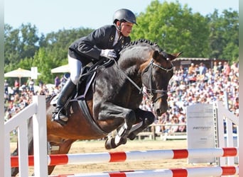 Deutsches Reitpony, Hengst, 25 Jahre, 148 cm, Dunkelbrauner