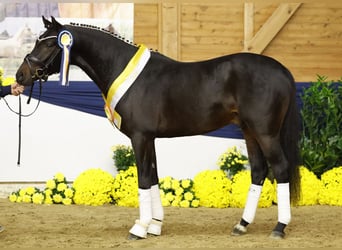 Deutsches Reitpony, Hengst, 3 Jahre, 146 cm, Dunkelbrauner