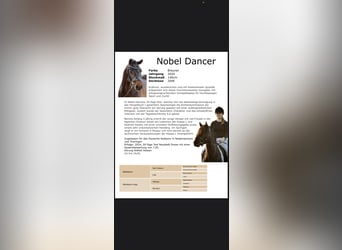 Deutsches Reitpony, Hengst, 5 Jahre, 146 cm, Dunkelbrauner