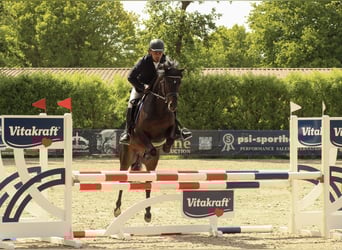 Deutsches Reitpony, Hengst, 5 Jahre, 146 cm, Dunkelbrauner