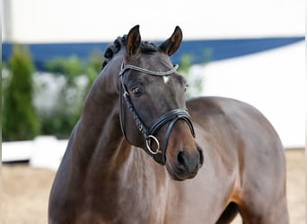 Deutsches Reitpony, Hengst, 5 Jahre, 146 cm, Dunkelbrauner