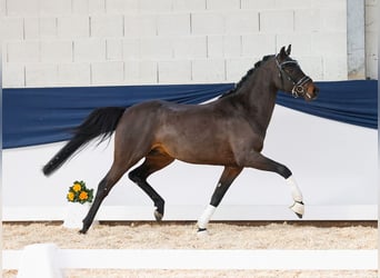 Deutsches Reitpony, Hengst, 5 Jahre, 146 cm, Dunkelbrauner