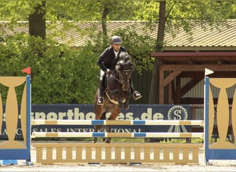 Deutsches Reitpony, Hengst, 5 Jahre, 146 cm, Dunkelbrauner