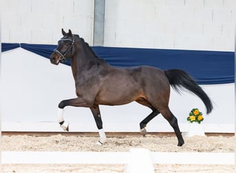 Deutsches Reitpony, Hengst, 5 Jahre, 146 cm, Dunkelbrauner