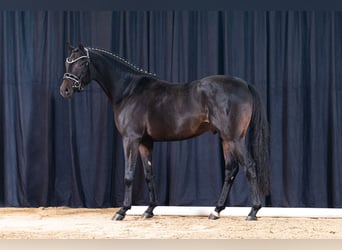 Deutsches Reitpony, Hengst, 5 Jahre, 146 cm, Dunkelbrauner