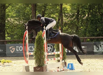Deutsches Reitpony, Hengst, 5 Jahre, 146 cm, Dunkelbrauner