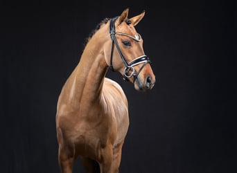 Deutsches Reitpony, Hengst, 3 Jahre, 145 cm, Falbe