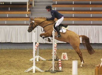 Deutsches Reitpony, Hengst, 8 Jahre, 148 cm, Falbe