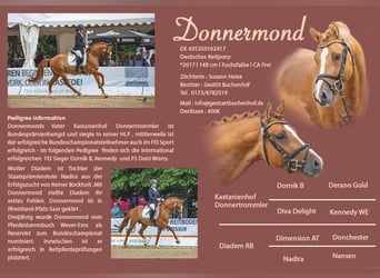 Deutsches Reitpony, Hengst, 8 Jahre, 148 cm, Falbe