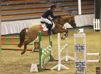 Deutsches Reitpony, Hengst, 8 Jahre, 148 cm, Falbe