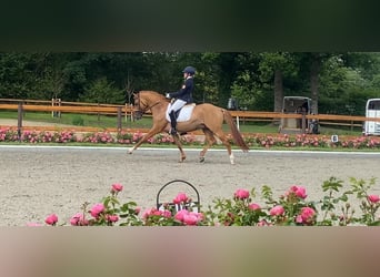 Deutsches Reitpony, Hengst, 8 Jahre, 148 cm, Falbe