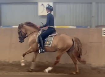 Deutsches Reitpony, Hengst, 8 Jahre, 148 cm, Falbe