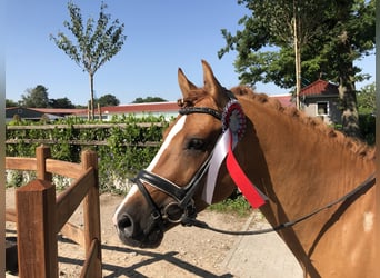 Deutsches Reitpony, Hengst, 8 Jahre, 148 cm, Falbe