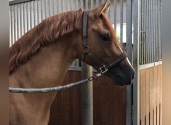 Deutsches Reitpony, Hengst, 8 Jahre, 148 cm, Falbe