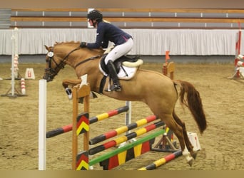Deutsches Reitpony, Hengst, 8 Jahre, 148 cm, Falbe