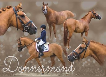 Deutsches Reitpony, Hengst, 8 Jahre, 148 cm, Falbe