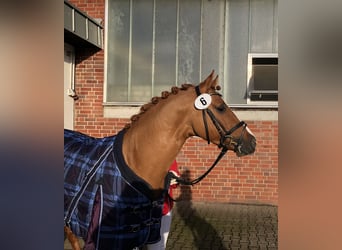 Deutsches Reitpony, Hengst, 8 Jahre, 148 cm, Falbe