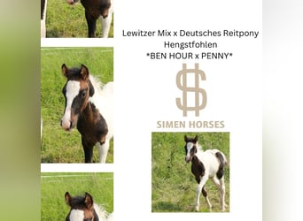 Deutsches Reitpony Mix, Hengst, Fohlen (04/2025), 140 cm, Schecke