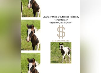 Deutsches Reitpony Mix, Hengst, Fohlen (04/2025), 140 cm, Schecke