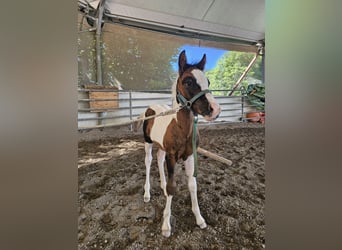 Deutsches Reitpony Mix, Hengst, Fohlen (04/2025), 140 cm, Schecke