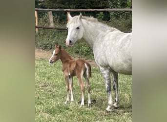 Deutsches Reitpony Mix, Hengst, , 143 cm, Fuchs