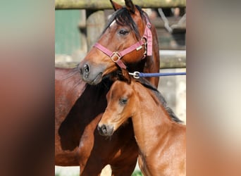 Deutsches Reitpony, Hengst, Fohlen (04/2024), 145 cm, Brauner