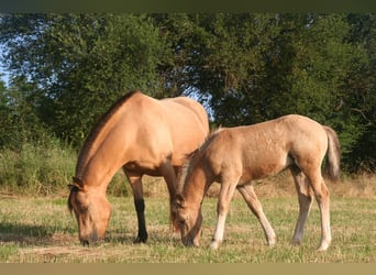 Deutsches Reitpony Mix, Hengst, Fohlen (04/2025), 145 cm, Buckskin