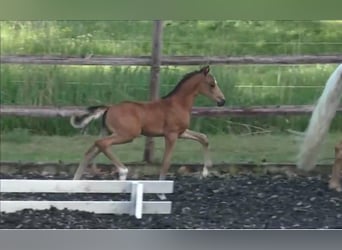 Deutsches Reitpony, Hengst, Fohlen (05/2026), 145 cm, Buckskin