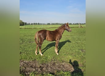 Deutsches Reitpony, Hengst, Fohlen (03/2025), 145 cm, Dunkelfuchs