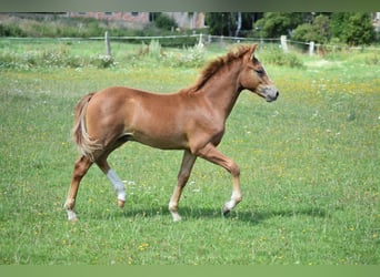 Deutsches Reitpony, Hengst, Fohlen (04/2026), 145 cm, Fuchs