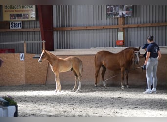Deutsches Reitpony, Hengst, Fohlen (04/2026), 145 cm, Fuchs