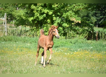 Deutsches Reitpony, Hengst, Fohlen (04/2026), 145 cm, Fuchs