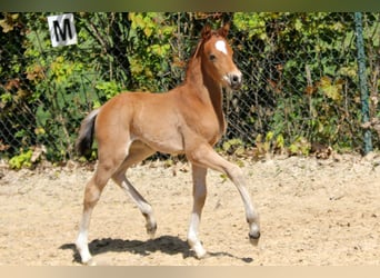 Deutsches Reitpony, Hengst, , 146 cm, Brauner