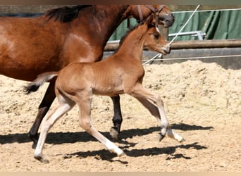 Deutsches Reitpony, Hengst, , 146 cm, Brauner