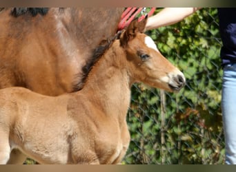 Deutsches Reitpony, Hengst, , 146 cm, Brauner