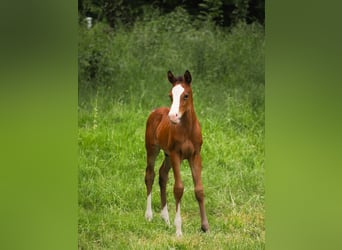 Deutsches Reitpony, Hengst, , 146 cm, Brauner