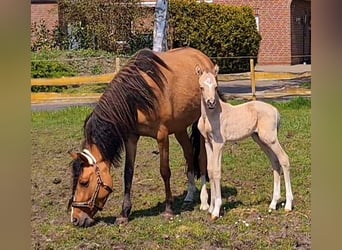 Deutsches Reitpony, Hengst, Fohlen (05/2023), 146 cm, Buckskin