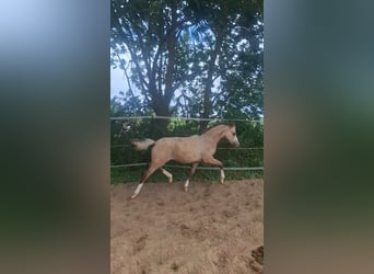 Deutsches Reitpony, Hengst, Fohlen (03/2026), 146 cm, Buckskin