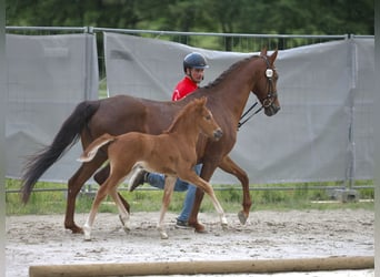 Deutsches Reitpony, Hengst, Fohlen (05/2026), 146 cm, Dunkelfuchs