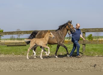 Deutsches Reitpony, Hengst, Fohlen (04/2024), 146 cm, Falbe