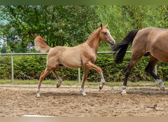 Deutsches Reitpony, Hengst, Fohlen (04/2024), 146 cm, Falbe