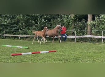 Deutsches Reitpony, Hengst, Fohlen (03/2026), 146 cm, Fuchs