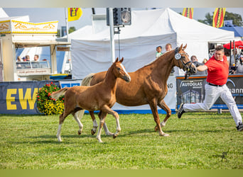 Deutsches Reitpony, Hengst, Fohlen (04/2023), 146 cm, Fuchs