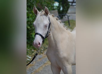 Deutsches Reitpony, Hengst, Fohlen (03/2023), 146 cm, Perlino