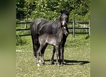 Deutsches Reitpony, Hengst, Fohlen (04/2026), 146 cm, Rappe