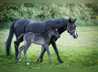 Deutsches Reitpony, Hengst, Fohlen (04/2026), 146 cm, Rappe