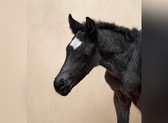 Deutsches Reitpony, Hengst, Fohlen (04/2026), 146 cm, Rappe