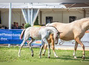 Deutsches Reitpony, Hengst, Fohlen (04/2023), 146 cm, Roan-Bay