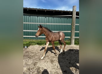 Deutsches Reitpony, Hengst, Fohlen (04/2023), 146 cm, Roan-Bay