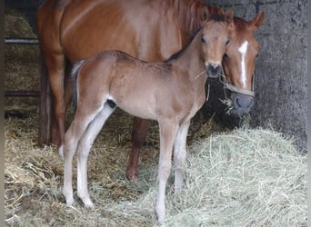 Deutsches Reitpony, Hengst, Fohlen (01/2025), 146 cm, Schwarzbrauner